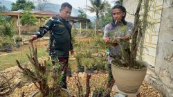 Babinsa Nagari Tarantang Komsos Pengrajin Bonsai, Peningkatan Diwilayah Binaan Babinsa Nagari Tarantang Komsos Pengrajin Bonsai, Peningkatan Diwilayah Binaan