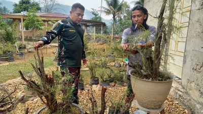 Babinsa Nagari Tarantang Komsos Pengrajin Bonsai, Peningkatan Diwilayah Binaan Babinsa Nagari Tarantang Komsos Pengrajin Bonsai, Peningkatan Diwilayah Binaan